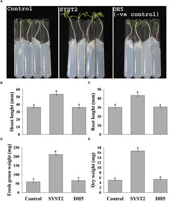 Plant Growth Promotion by Volatile Organic Compounds Produced by Bacillus subtilis SYST2